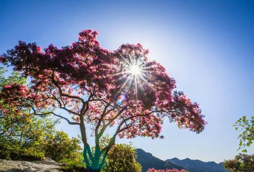 杭州好听的科技公司起名